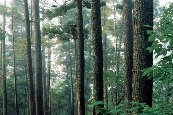 原始红松林