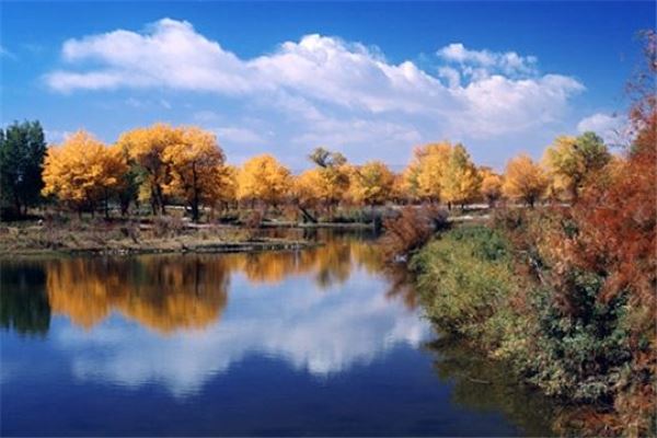 金湖杨国家森林公园