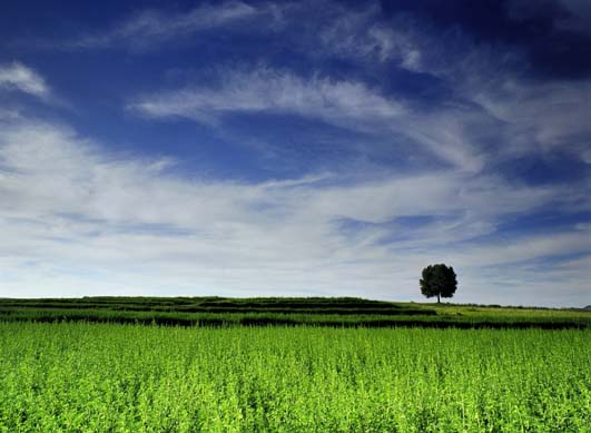 西溪国家湿地公园