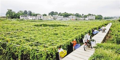 速生丰产林立种植养殖园区