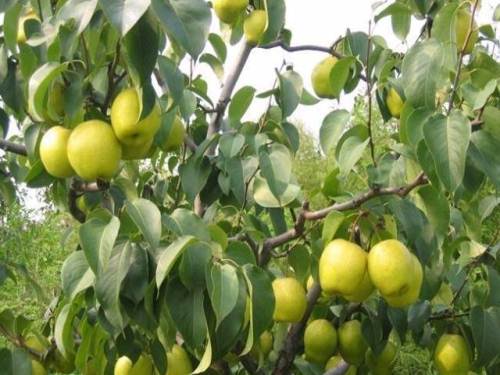 黄土坎贡梨观光采摘园区