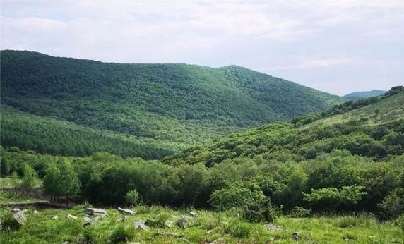 大滩次生林自然保护区