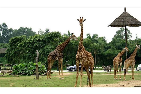 长沙新动物园、长沙生态动物园