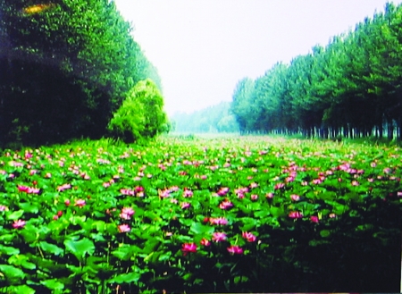 微山湖湿地红荷旅游区