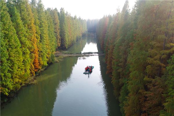 金湖水上森林公园