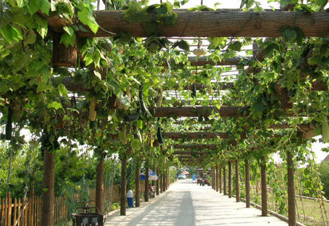 黄河入海口生态农业观光园