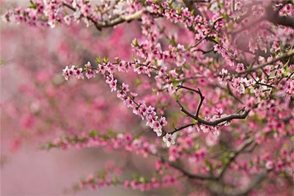 顺平万顷桃源农庄民俗文化园