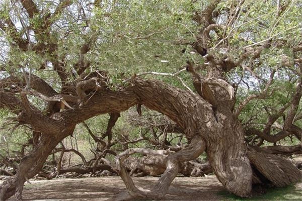 哈拉峻巴格苏盖提古柳林