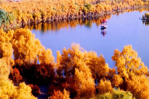 塔里木胡杨林公园