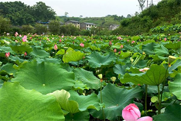 三岔河十里荷花