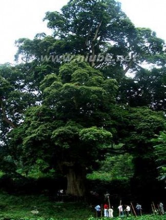 千年神树（楠木王）