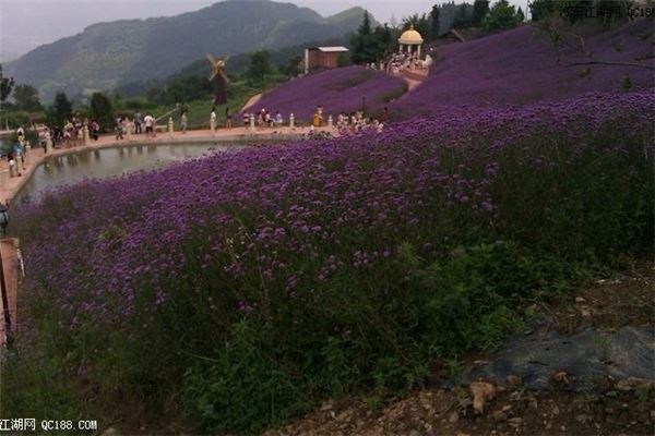 大垭口森林公园