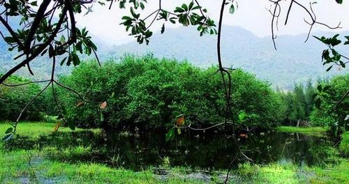 礼纪青皮林自然保护区