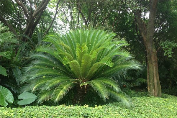 桂林市黑山植物园