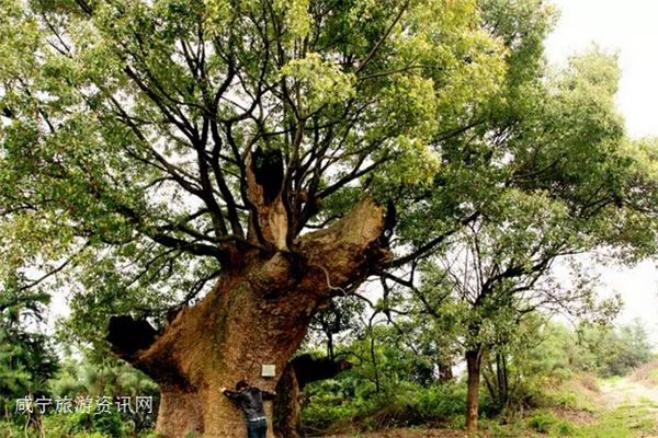 千年古樟