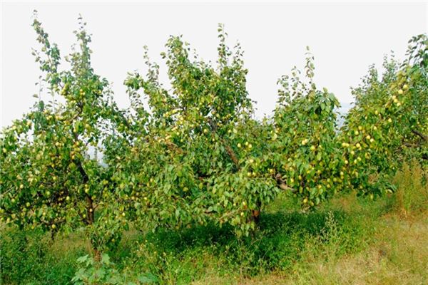 芹沃千亩古梨园