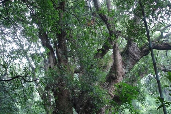 杨梅千年古树群风景区