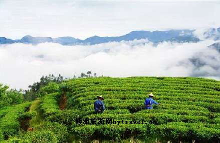 寿宁县生态茶园
