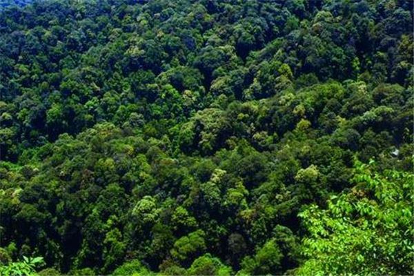 常绿阔叶林群落