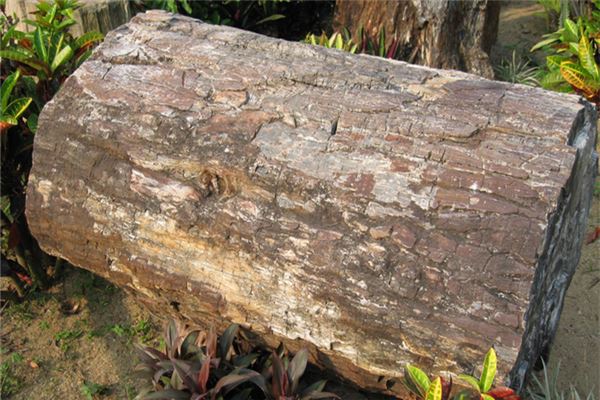 硅化木地质遗迹